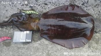 アオリイカ