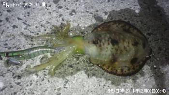 アオリイカ
