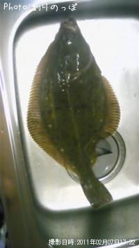 カレイ