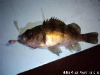 メバル