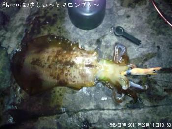 アオリイカ