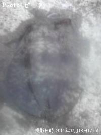ꥤ