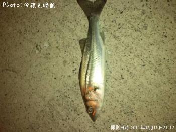 セイゴ