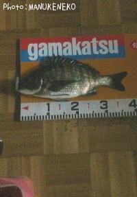 チヌ