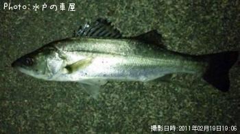 シーバス