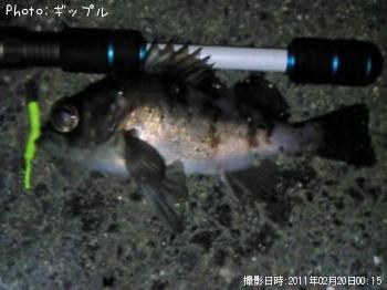 メバル