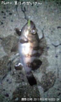メバル