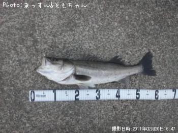 シーバス