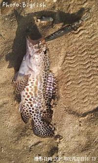 カモンハタ