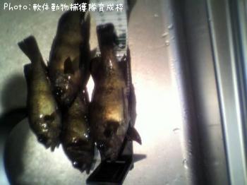 メバル
