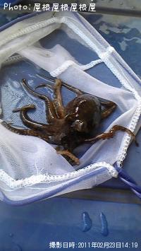 イイダコっち