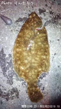 カレイ
