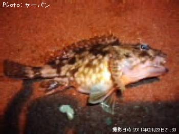カサゴ