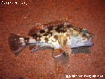 カサゴ