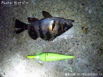 メバル