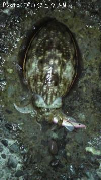 コウイカ