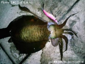 アオリイカ