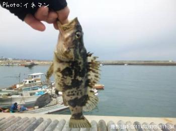 タケノコメバル