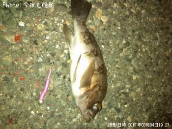 メバル