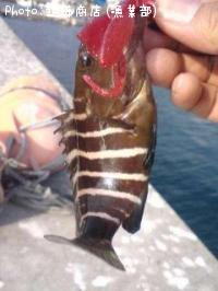 これまた分かりませんⅰ