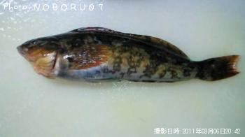 アイナメ