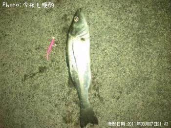 セイゴ