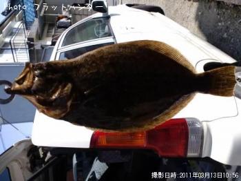 ヒラメ