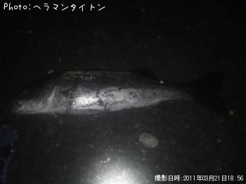 シーバス