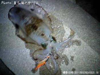 アオリイカ