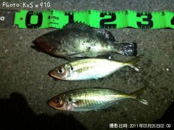 メバル
