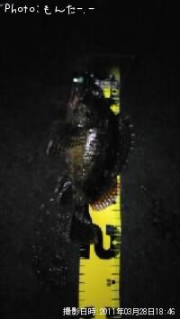 カサゴ