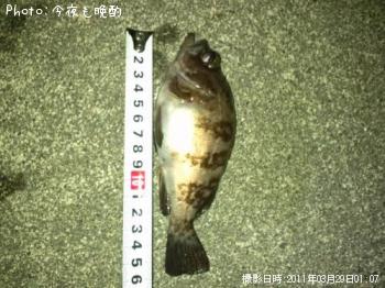 メバル