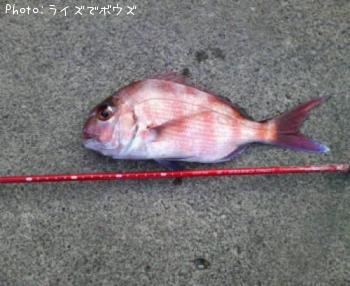 マダイ