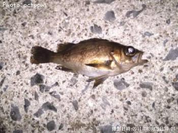 メバル