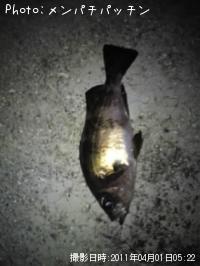 メバル
