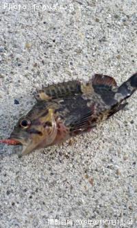 タケノコメバル