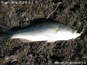 ブラックバス