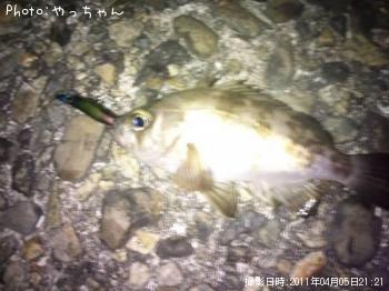 メバル