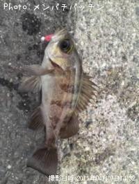 カサゴ