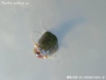 ʥޥ