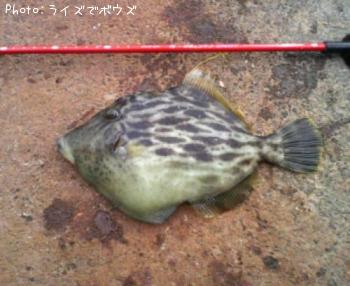 カワハギ
