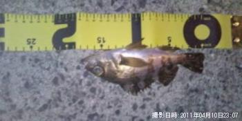 メバル