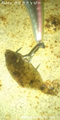 カレイ