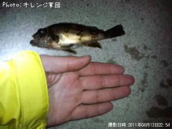 メバル