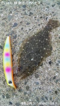 ヒラメ