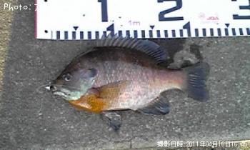 淡水メバル