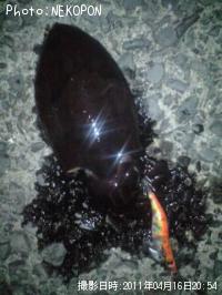 コウイカ