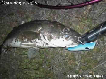 シーバス