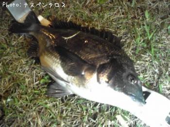 クロダイ