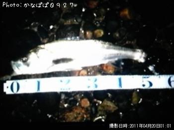 シーバス